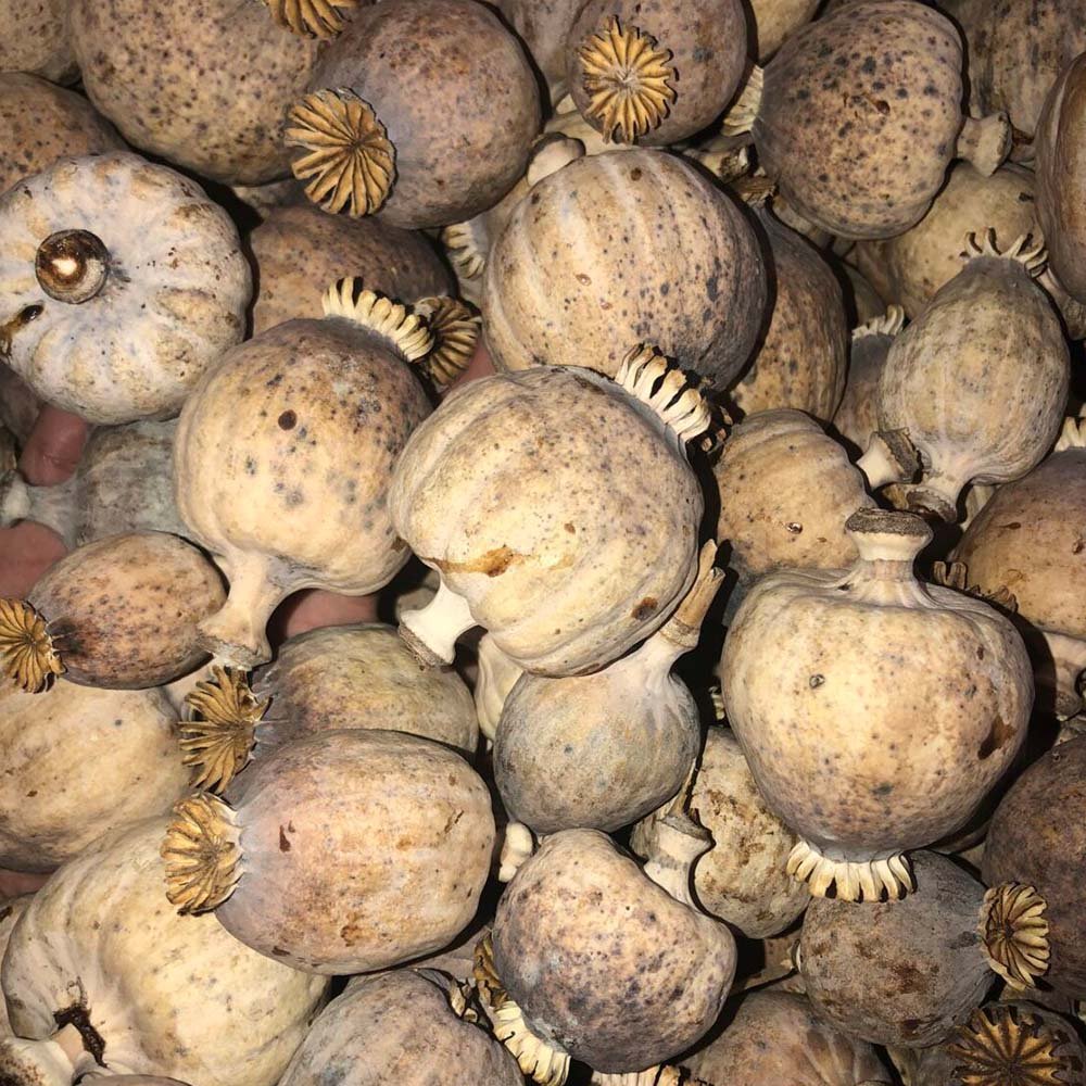 Premium Grade B Dried Poppy Pods for Sale