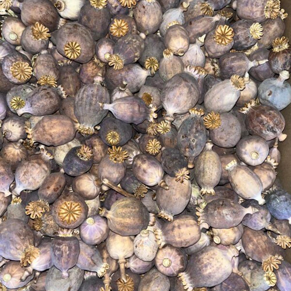 Purple Dried Poppy Pods: Nature's Crafty Gem