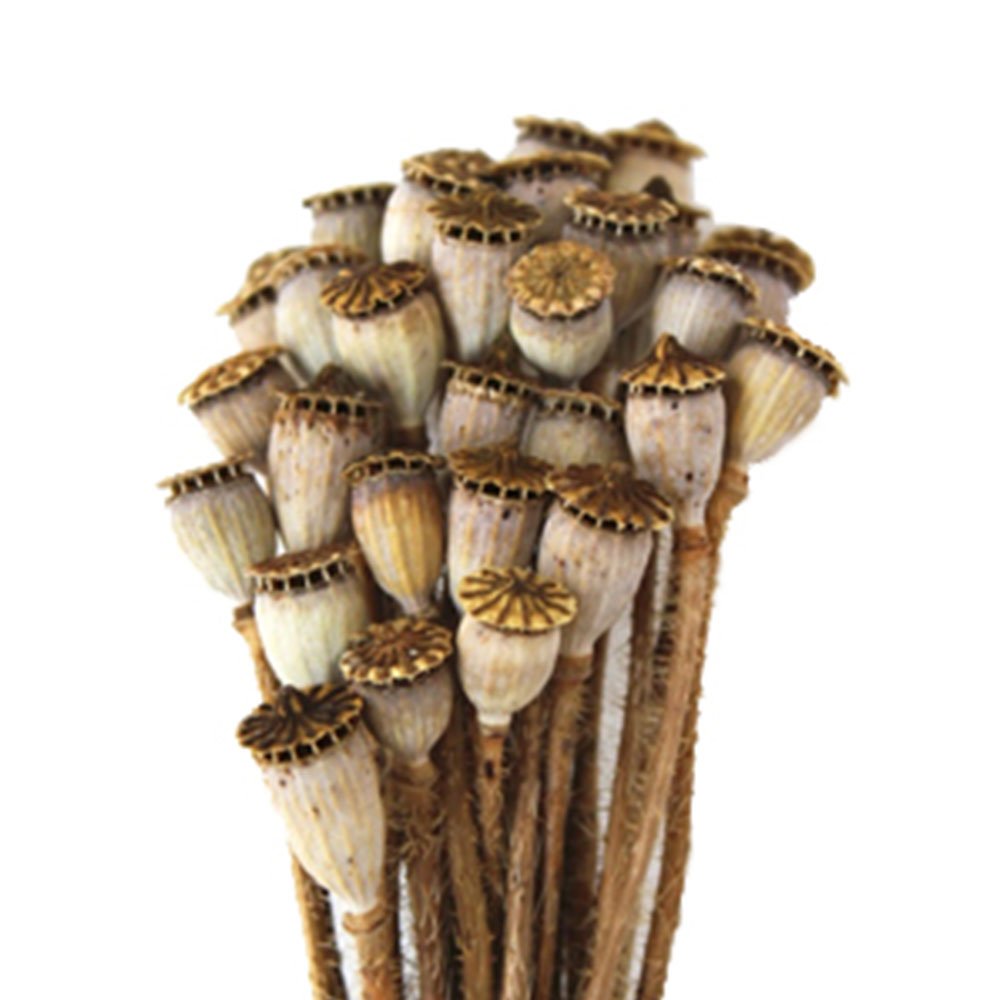 Premium Dried Poppy Stems - Papaver Somniferum Pods with Stems